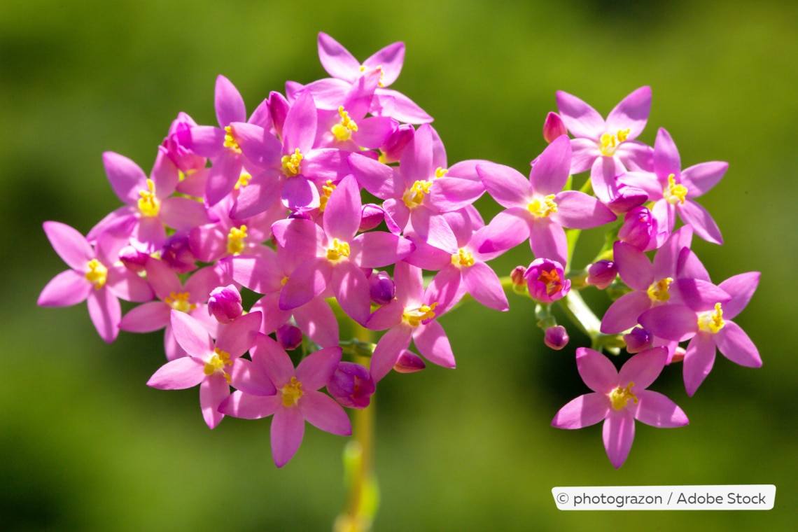 Echtes Tausendgüldenkraut (Centaurium erythraea)