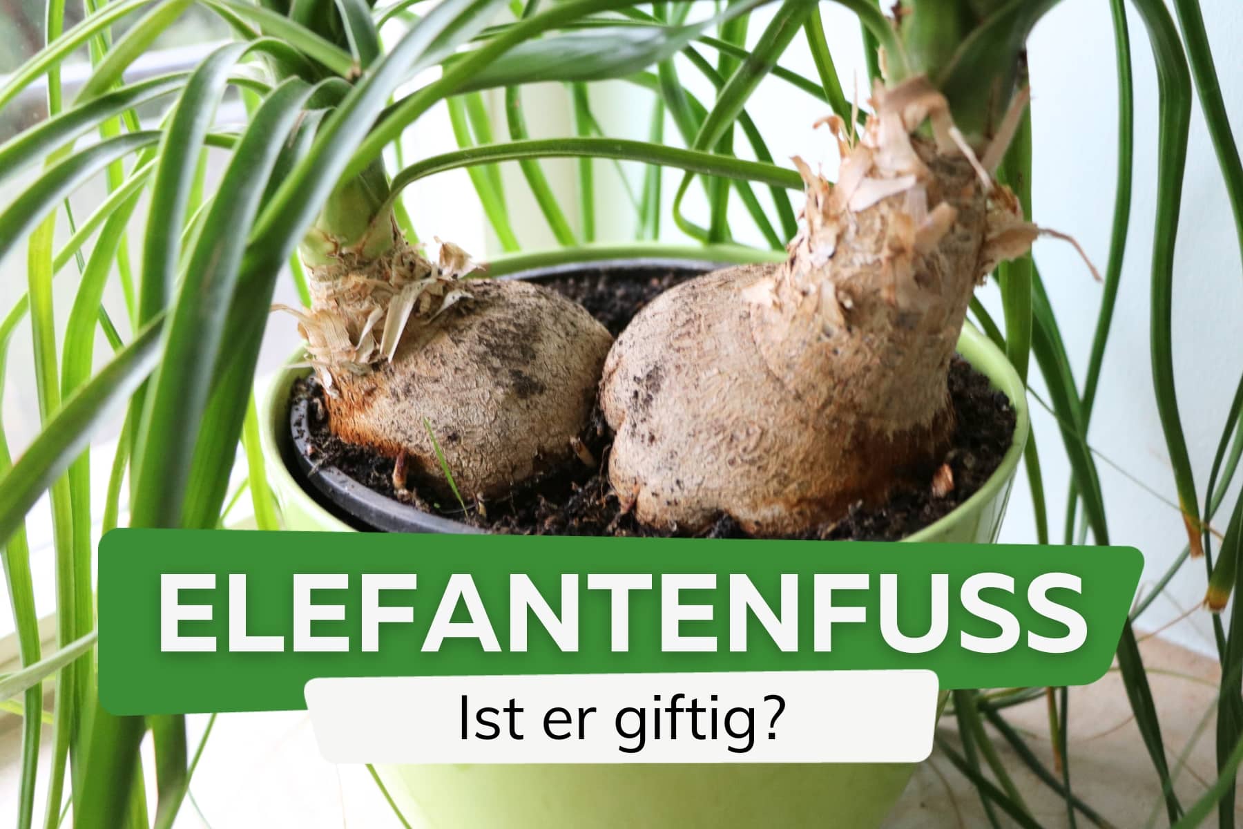 Elefantenfuß giftig