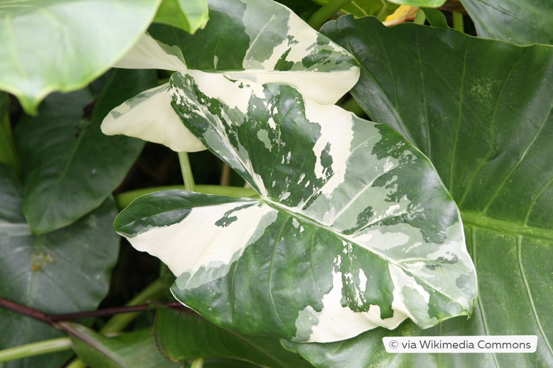 Alocasia macrorrhizos 'Variegata'