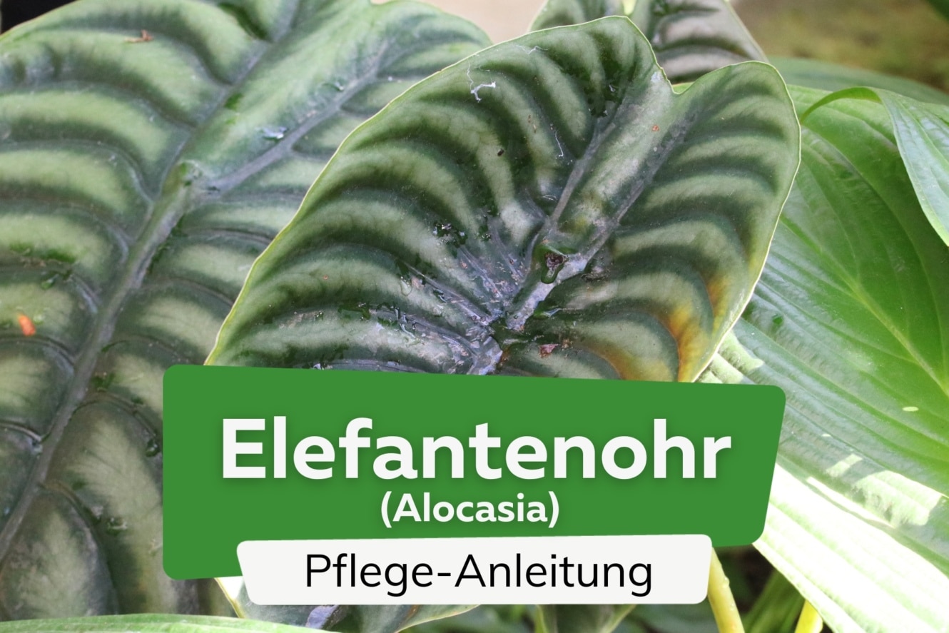 Elefantenohr, Alocasia PflegeAnleitung Gelbe Blätter was tun?