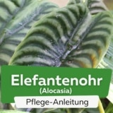 Elefantenohr (Alocasia)