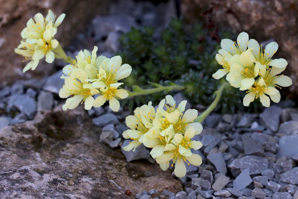 Elfenbein-Steinbrech, Saxifraga apiculata