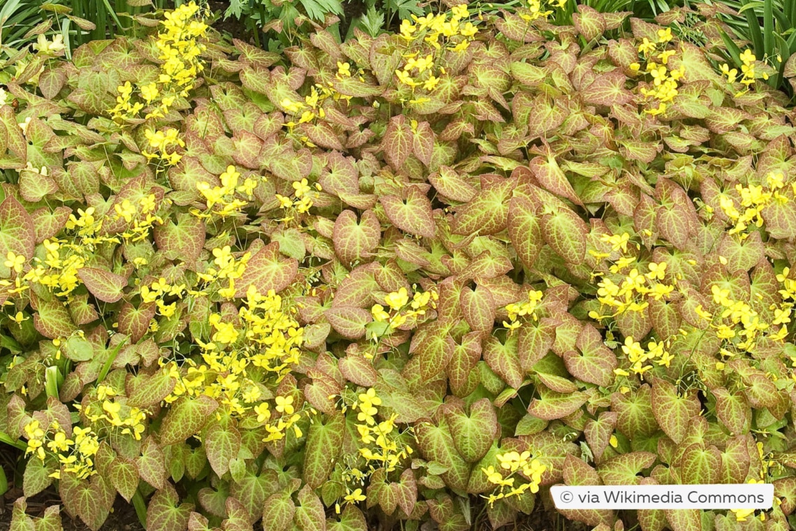 Elfenblume (Epimedium x perralchicum 'Frohnleiten')