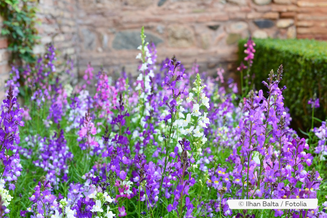 Engelsgesicht-Blume (Angelonia angustifolia)