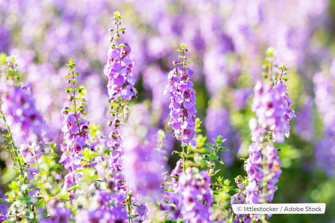 Engelsgesicht-Blume (Angelonia angustifolia)