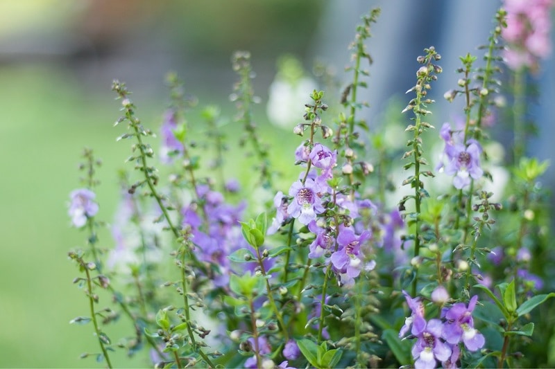 Engelsgesicht (Angelonia angustifolia)