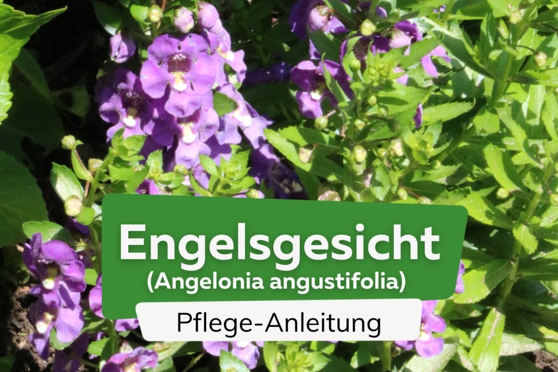 Engelsgesicht Pflanze Winterhart
