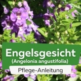 Engelsgesicht-Blume (Angelonia angustifolia)