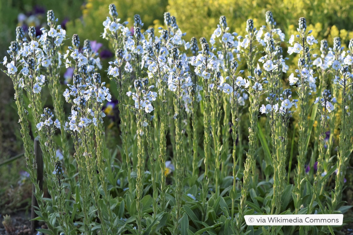 Enzian-Ehrenpreis (Veronica gentianoides)