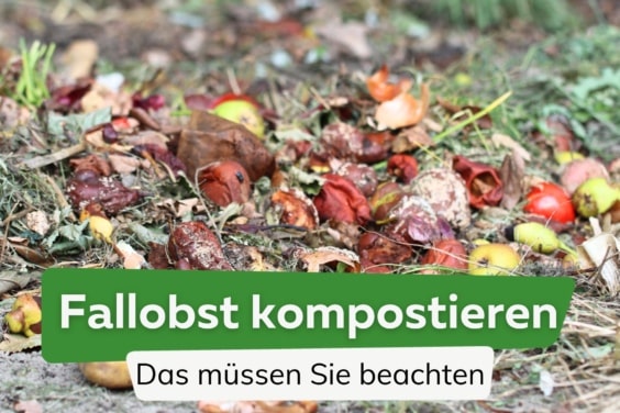 Fallobst kompostieren