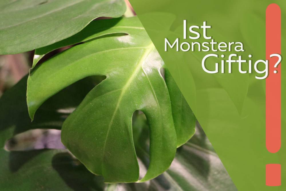 ist Monstera giftig