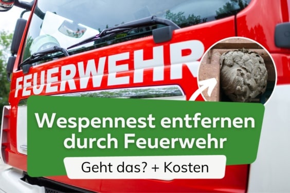 Wespennest durch Feuerwehr entfernen lassen