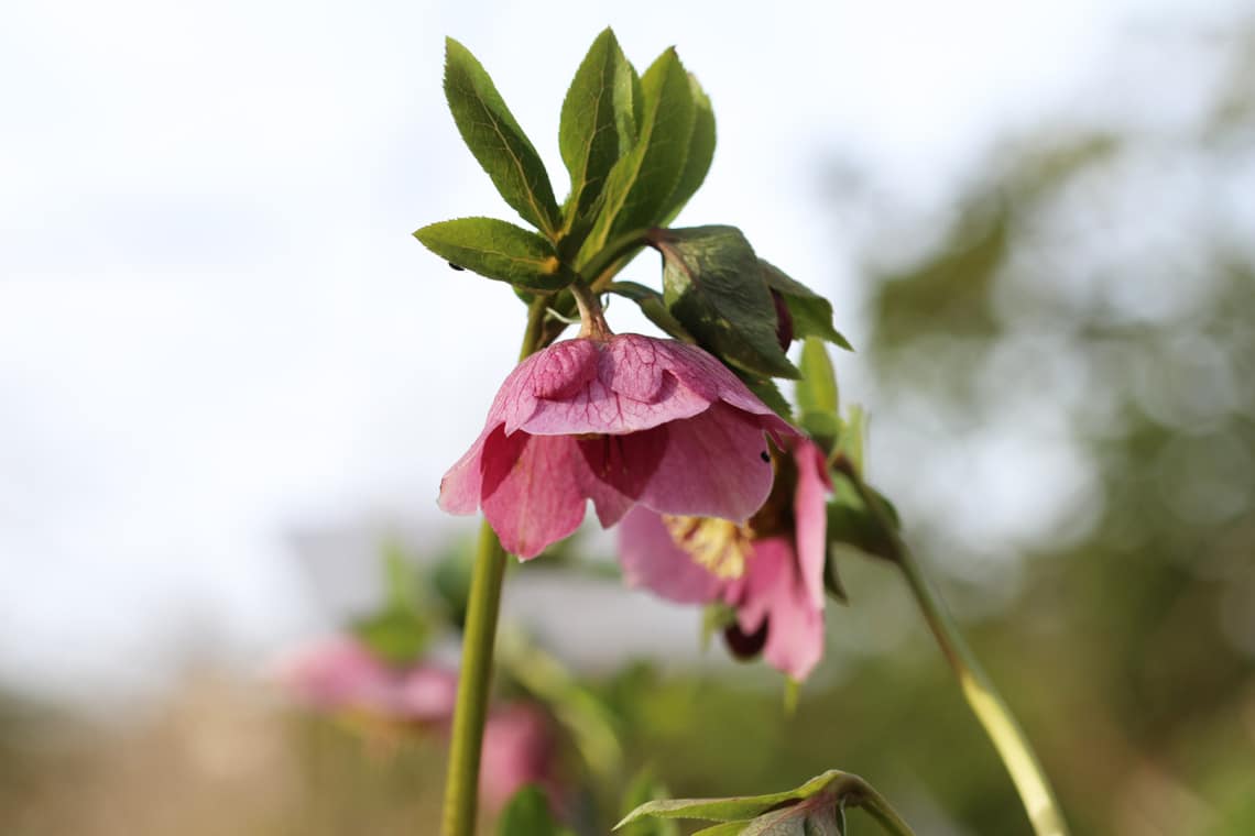 Frühlings-Nieswurz (Helleborus orientalis)