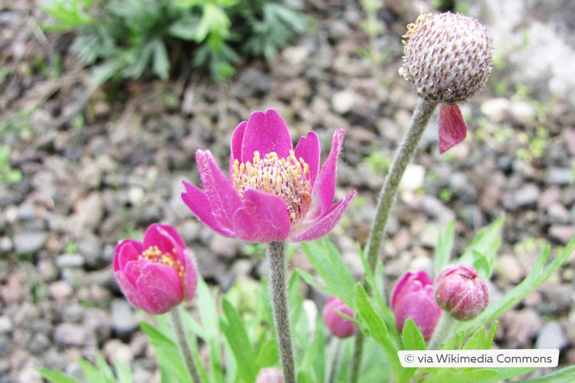 Frühsommer-Anemone (Anemone multifida)