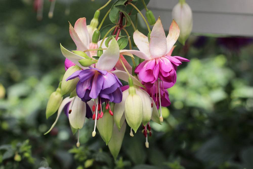 Fuchsien, Fuchsia