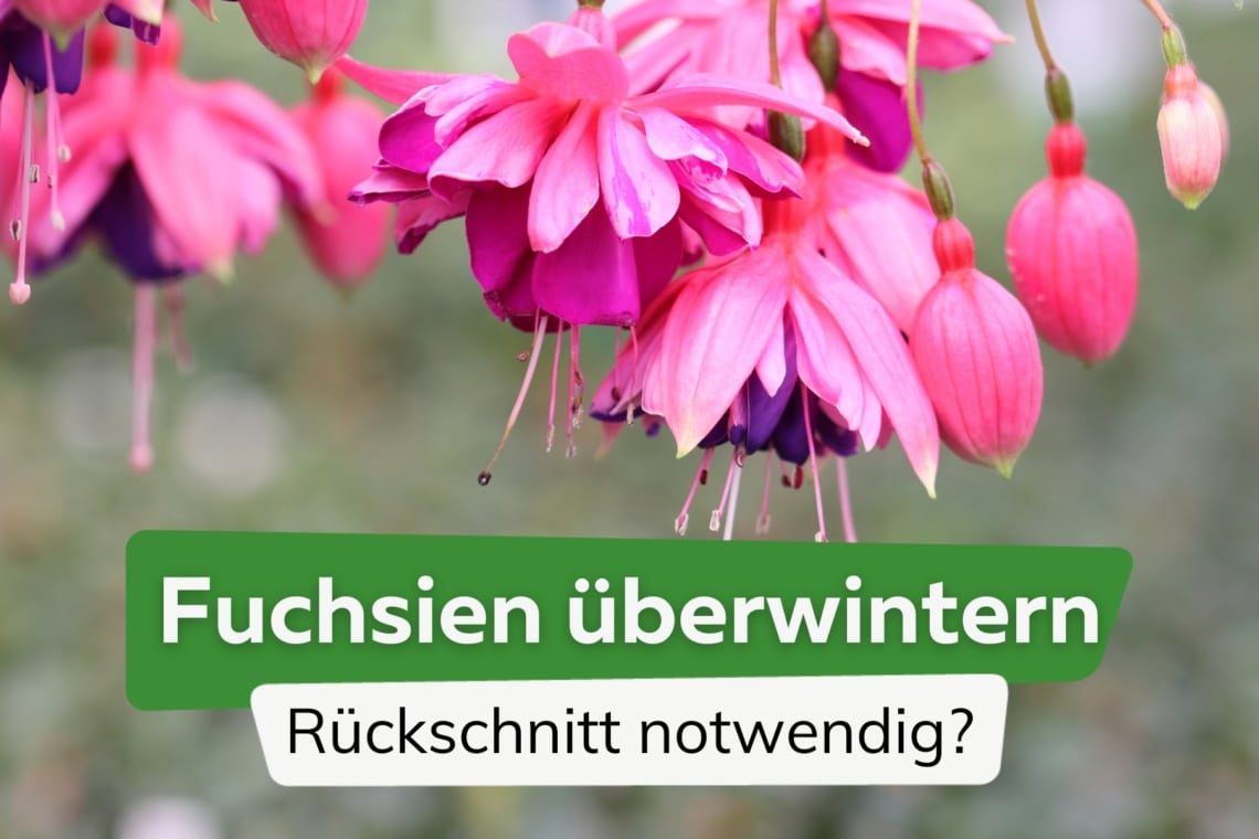 Fuchsien überwintern