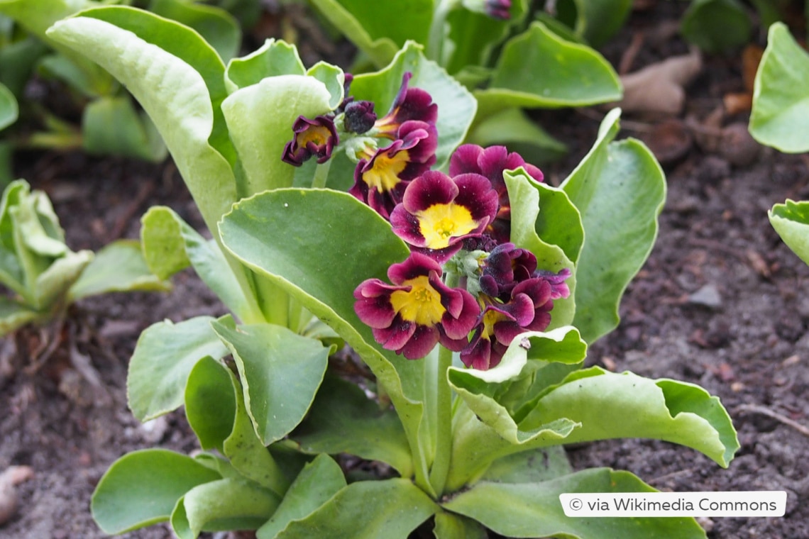 Garten-Aurikel (Primula x pubescens)