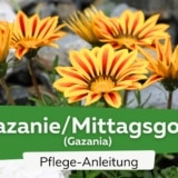 Gazanie/Mittagsgold (Gazania)