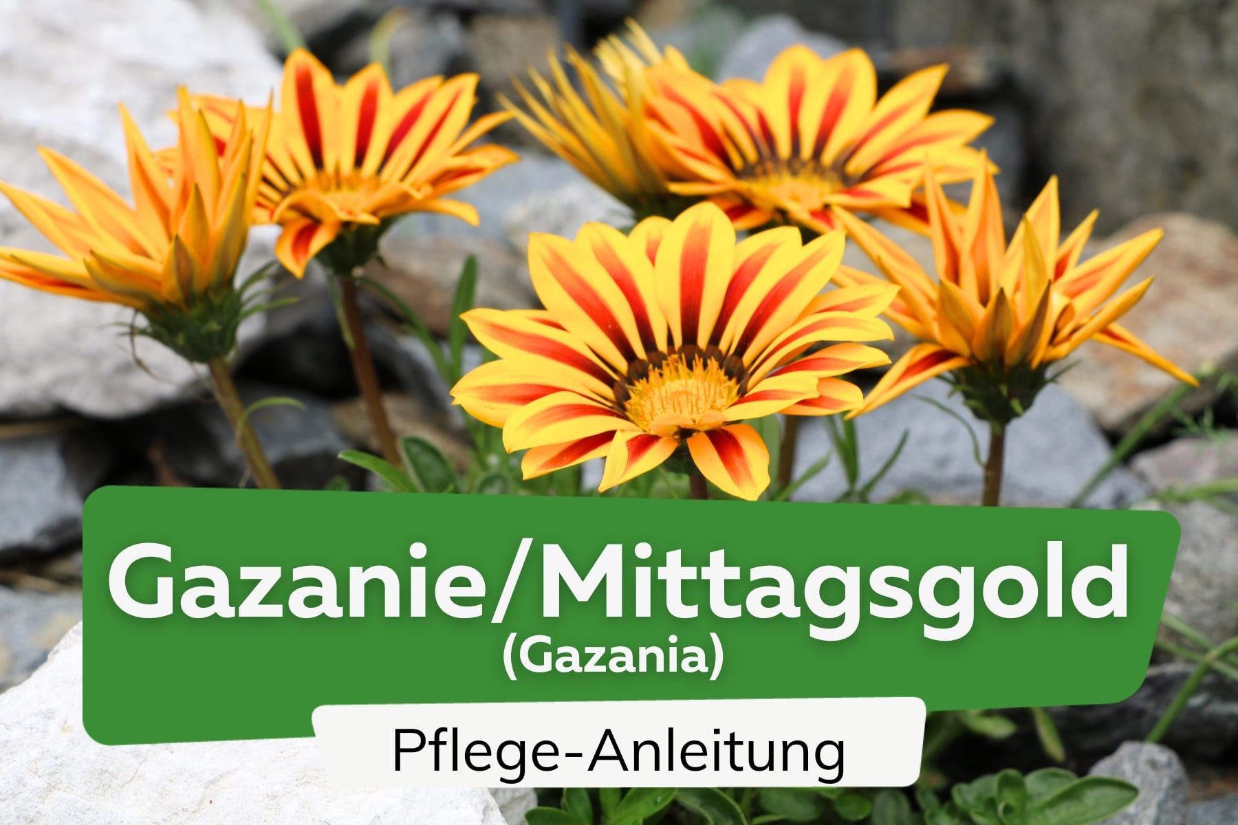 Gazanie/Mittagsgold (Gazania)