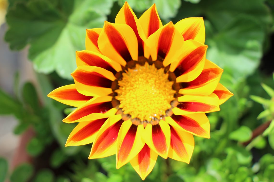 Gazanie/Mittagsgold (Gazania)