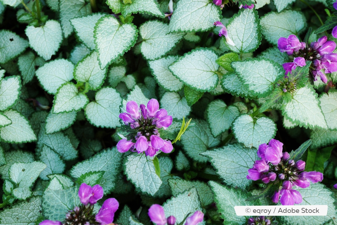 Gefleckte Taubnessel, Lamium maculatum 'Silver Beacon'