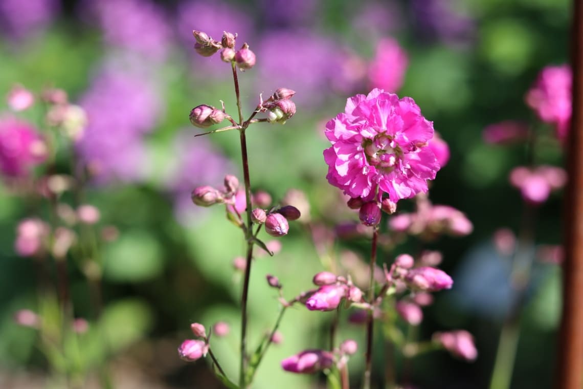 Gefülltblühende Garten-Pechnelke (Lychnis viscaria 'Plena')