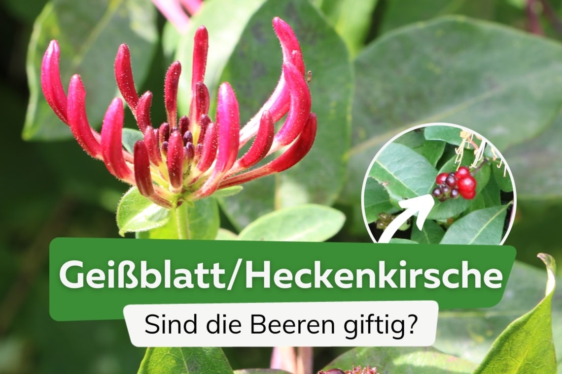 Geißblatt Beeren giftig