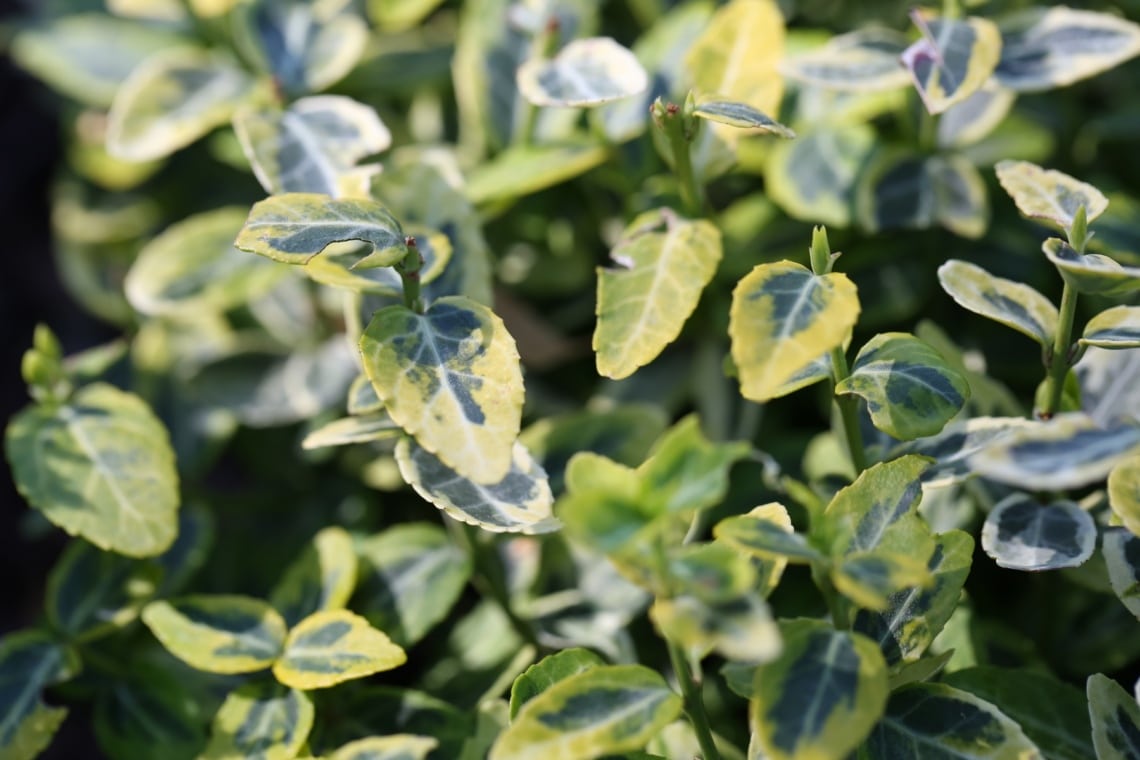 Gelbe Kriechspindel (Euonymus fortunei 'Emerald Gold')