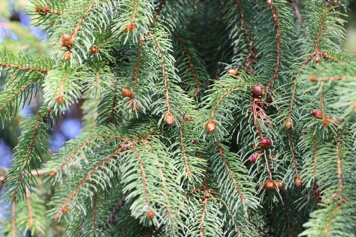 Gemeine Fichte (Picea abies)