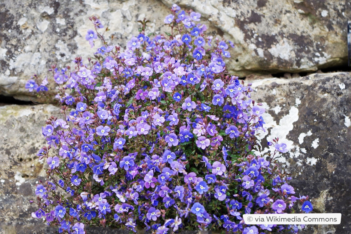 Gestielter Ehrenpreis (Veronica peduncularis 'Georgie Blue')