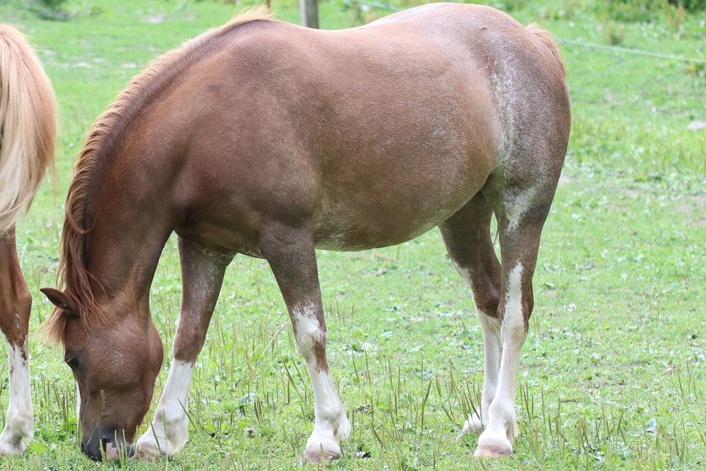 Pferd auf Koppel