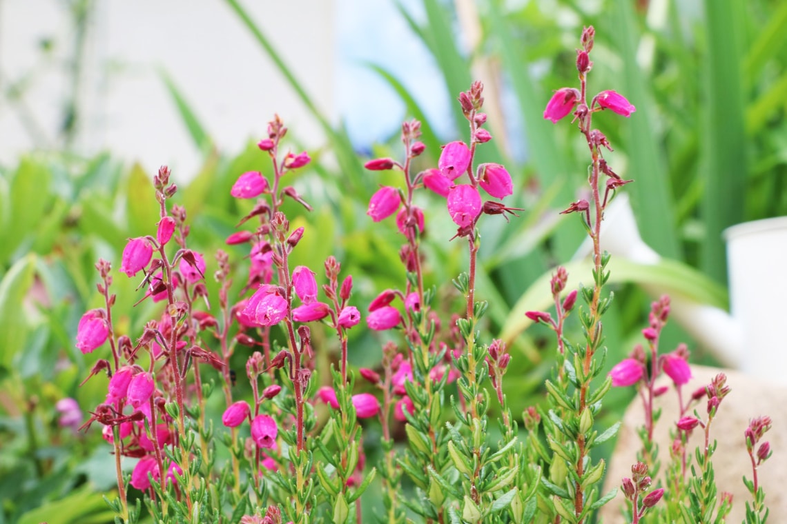 Glockenheide (Erica tetralix)