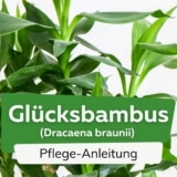 Glücksbambus (Dracaena braunii)