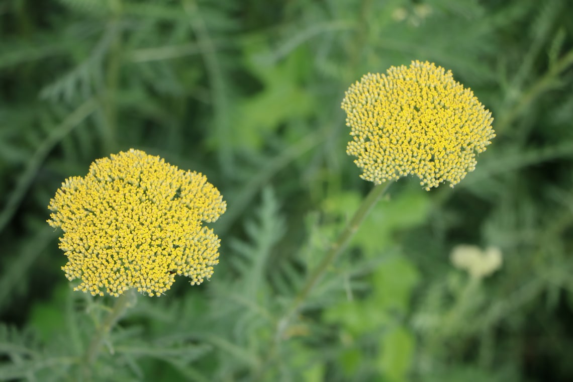 Goldgarbe (Achillea filipendulina)