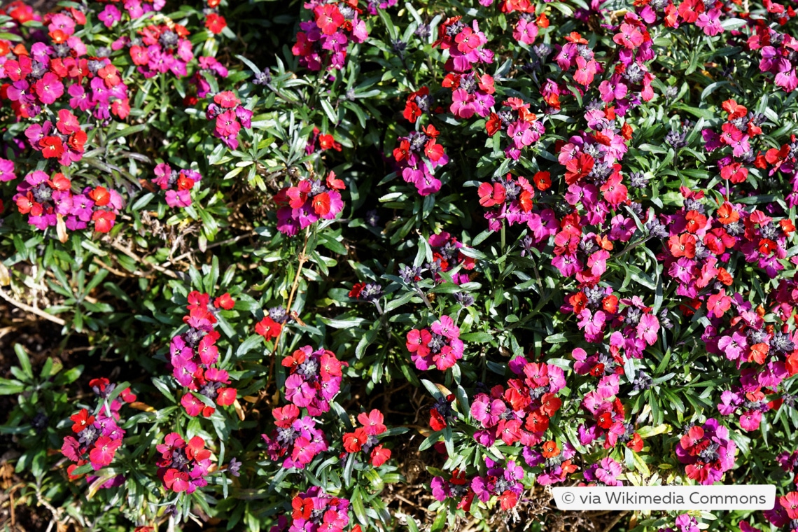 Goldlack (Erysimum x cultorum 'Red Jep')