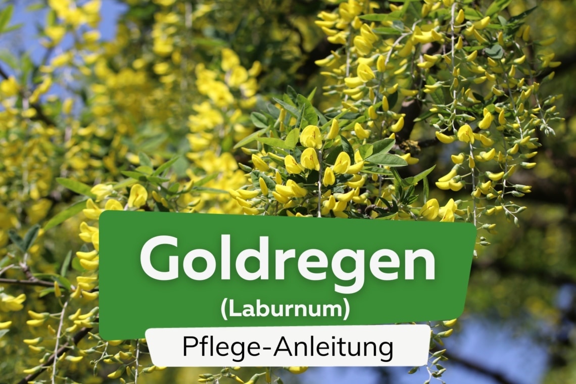 Goldregen (Laburnum)