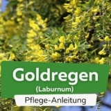 Goldregen (Laburnum)