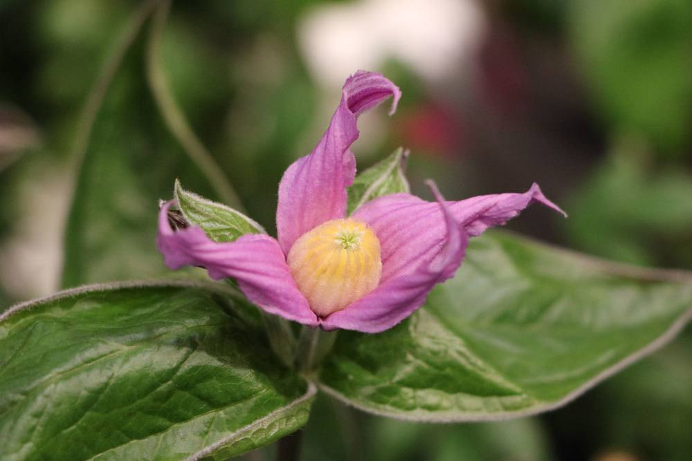 Großblättrige Waldrebe, Clematis heracleifolia