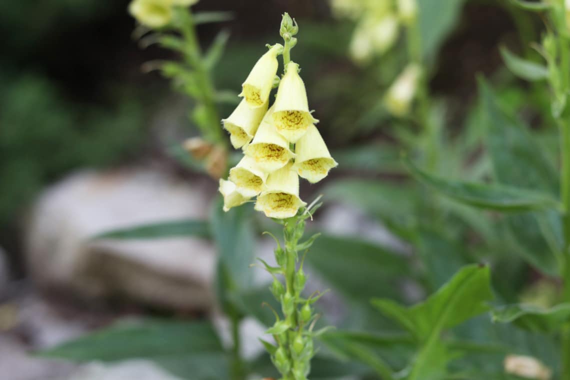 Großblütiger Fingerhut (Digitalis grandiflora)