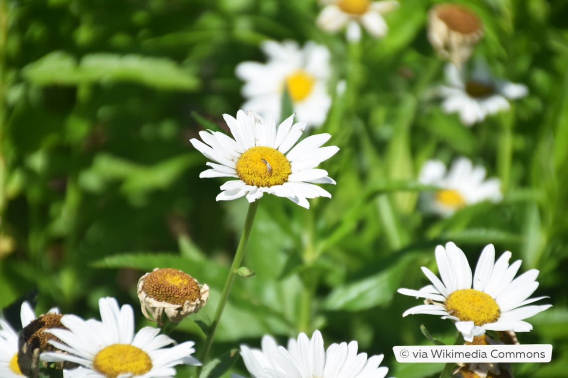 Großblumige Margerite (Leucanthemum x superbum 'Brightside')