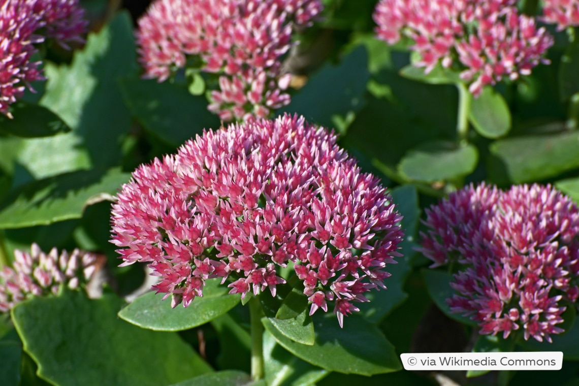 Große Fetthenne (Sedum telephium 'Herbstfreude')