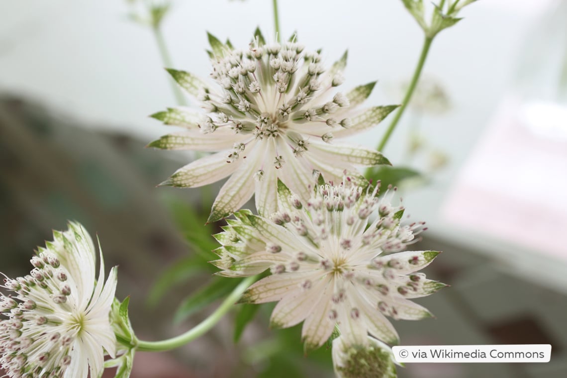 Große Sterndolde (Astrantia major 'Snow Star')