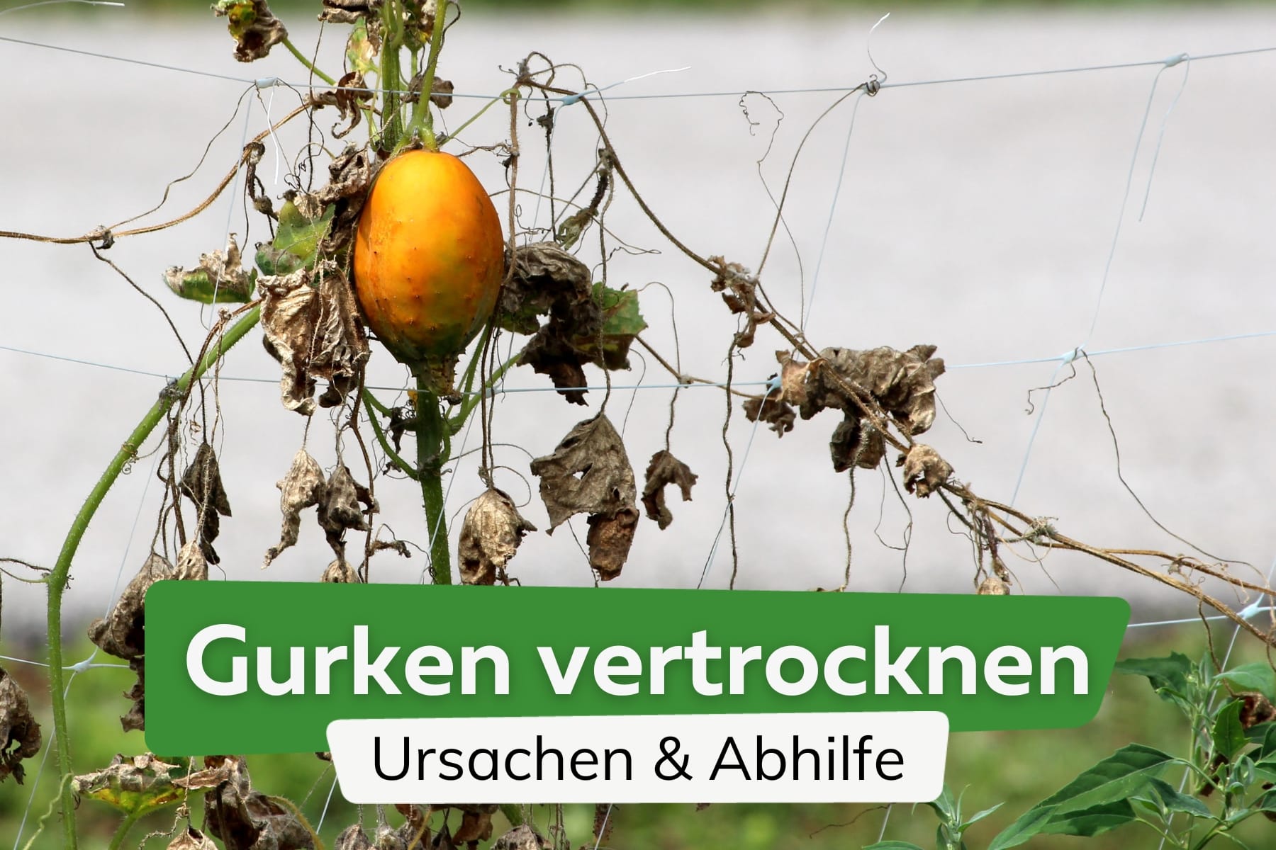 Gurken vertrocknen