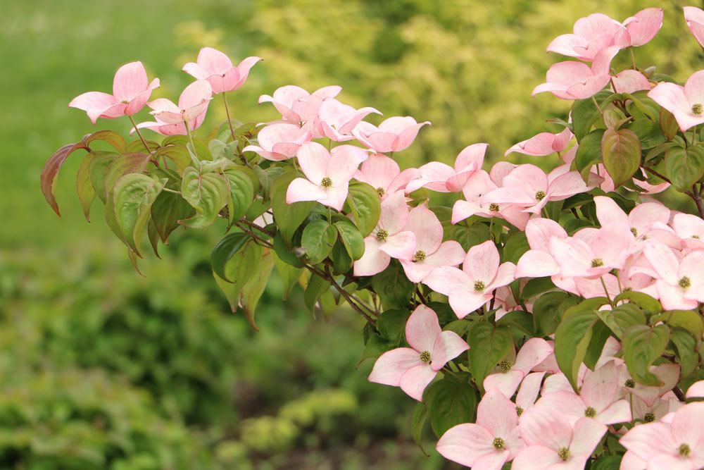 Hartriegel, Cornus