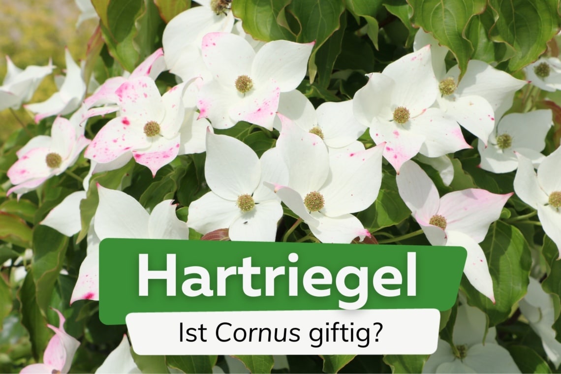 Hartriegel giftig