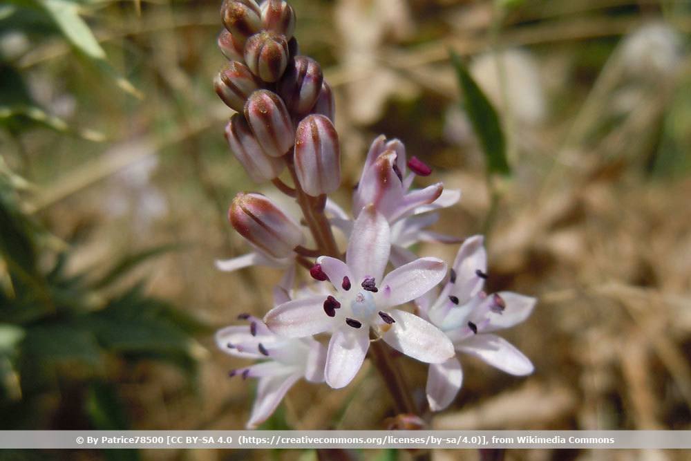 Herbst Blaustern, Scilla autumnalis