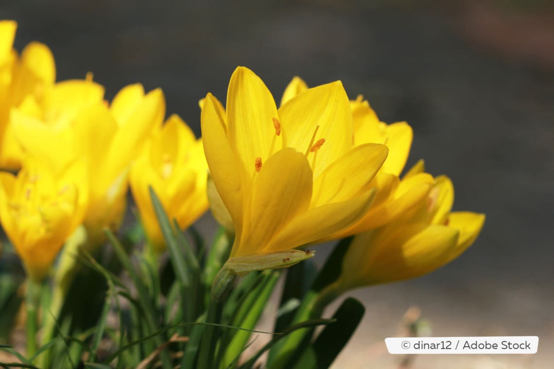 Herbst-Goldbecher (Sternbergia lutea)