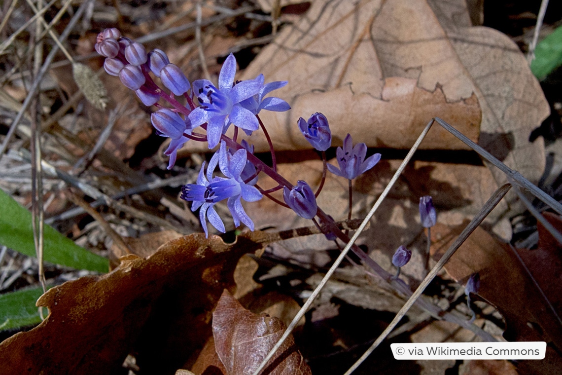 Herbstblaustern (Scilla autumnalis)