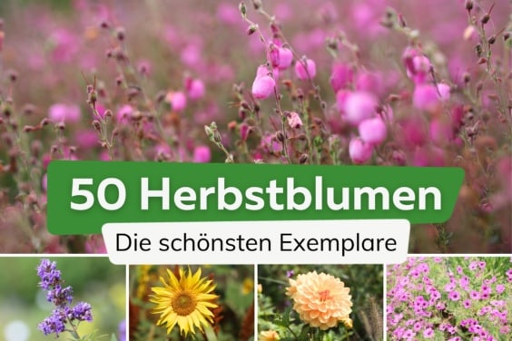 Herbstblumen