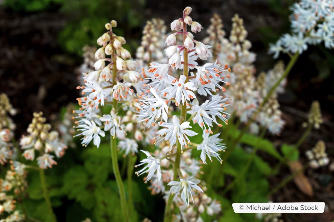 Herzblättrige Schaumblüte (Tiarella cordifolia)